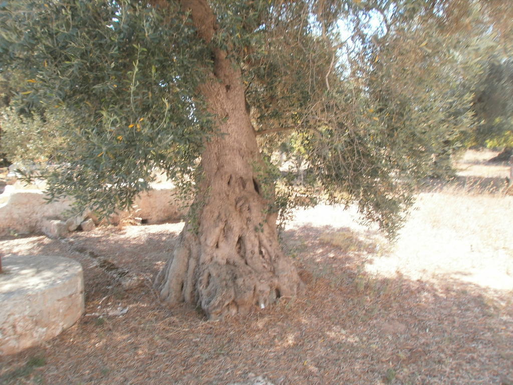 Penzion Masseria Nuova San Marzano di San Giuseppe Exteriér fotografie