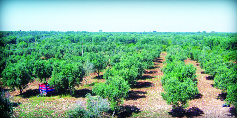 Penzion Masseria Nuova San Marzano di San Giuseppe Exteriér fotografie