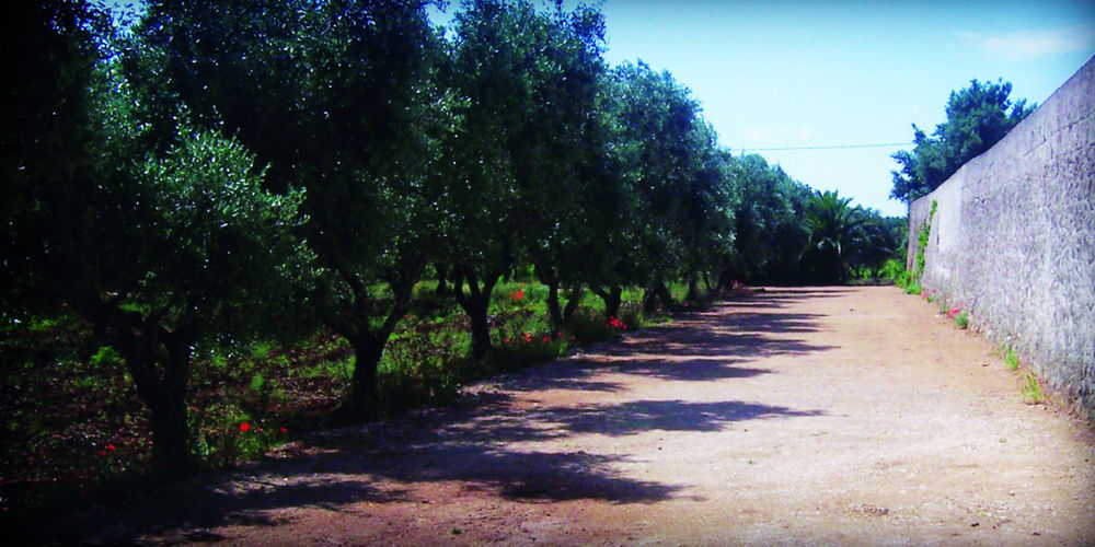 Penzion Masseria Nuova San Marzano di San Giuseppe Exteriér fotografie